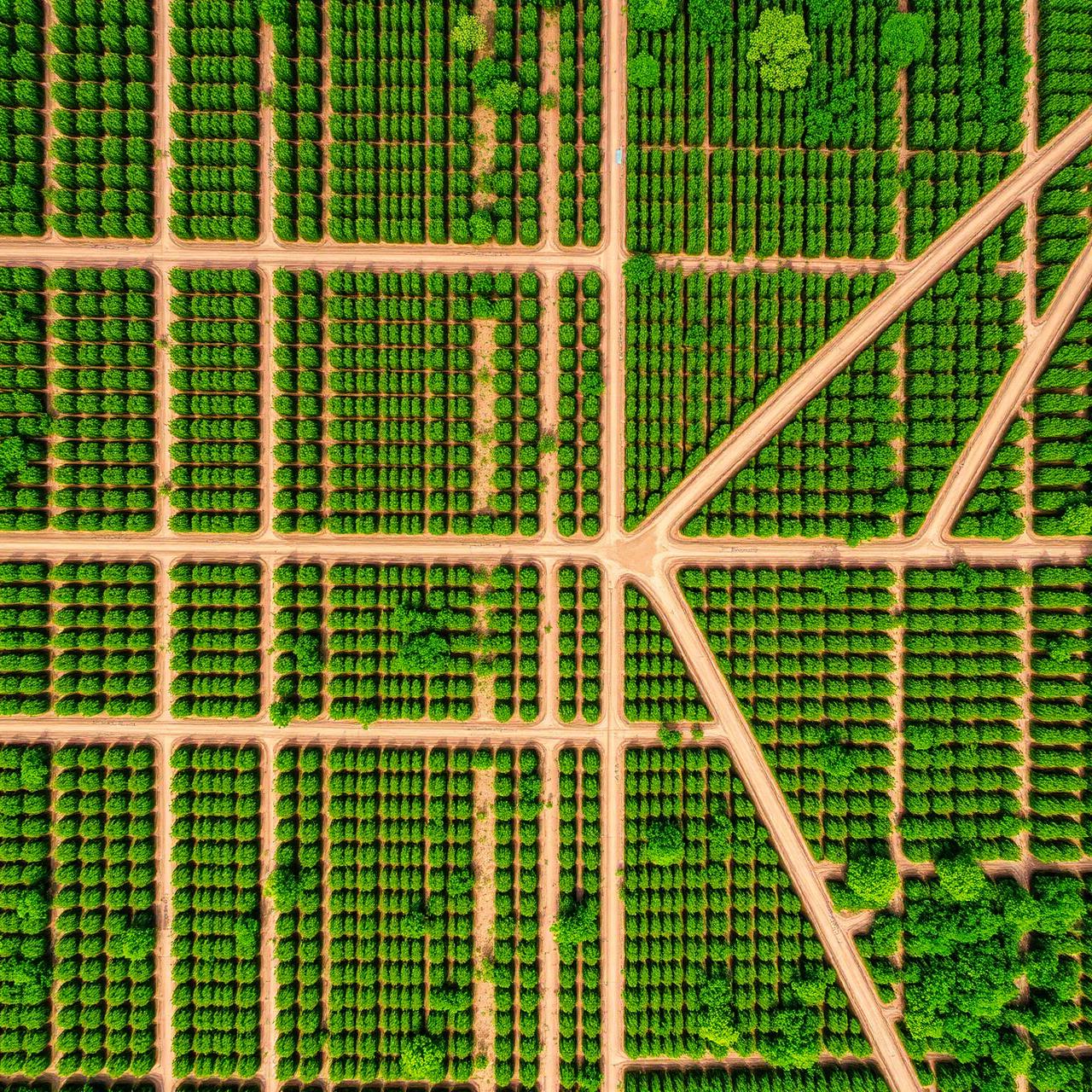 Plantation orthomosaic